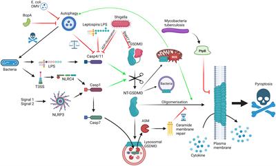 Gasdermins assemble; recent developments in bacteriology and pharmacology